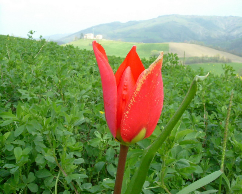 Tulipa agenensis / Tulipano selvatico
